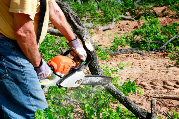 Best Tree Disease Treatment  in Pineville, LA